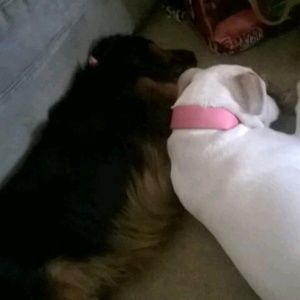 Meet your Posher, Jake